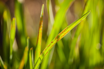 Rote Blattläuse auf Halm an grüner Pflanze
