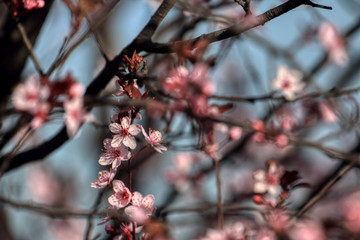 wonderful flowers fruits. blossom fruit