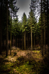 Obraz premium Waldlichtung