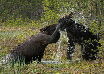 Adult Brown Bears playing and posing among swamp forest
