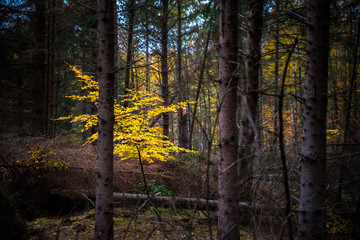 Herbstwald