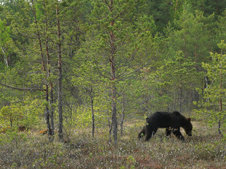Adult Brown Bears playing and posing among swamp forest
