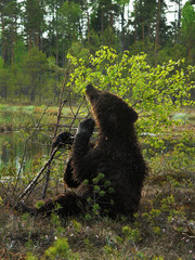 Adult Brown Bears playing and posing among swamp forest