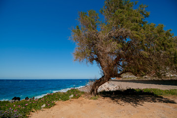 beautiful seaside landscape with a big tree, flowers, summer or spring