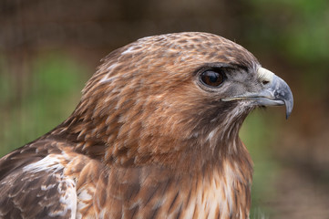 Redtail Hawk closeup side profile 