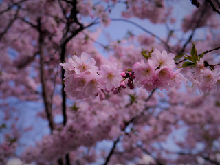 cherry blossom