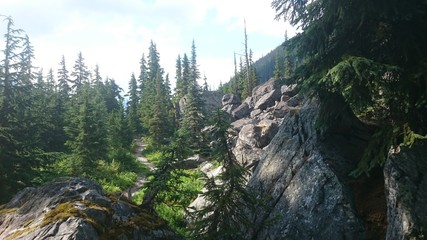 forest in the mountains