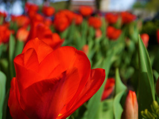 red tulips in the garden