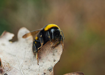 A detailed close- up of a bumble bee crawling on a dried oak leaf.