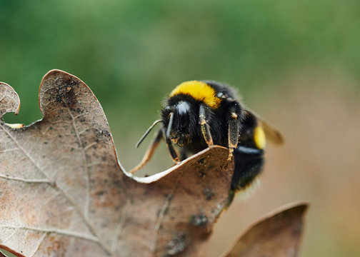 A detailed close- up of a bumble bee crawling on a dried oak leaf.