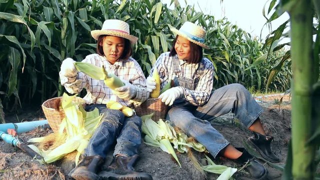 Two little girl harvesting and peeling corn in corn field. She’s fresh smile and happiness in the evening. Corn products are used to produce food for humans and animals. Agriculture concept.