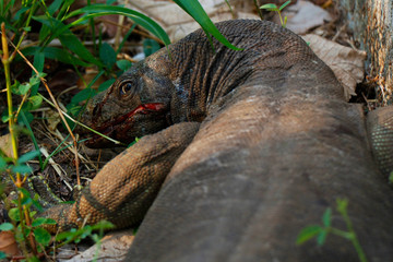 Monitor lizard injured by a vehicle during crossing the road, animal safety and protection