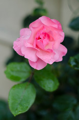 Pink flower in the rain with natural light