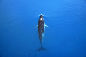 Minke Whale , Cierva Cove , Antarctica 