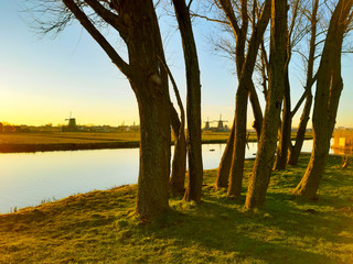 Fototapeta premium natural saplings at sunset on a Dutch canal between the mills