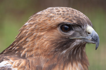 Red tail hawk close up 