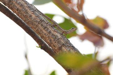 Lizard on a branch