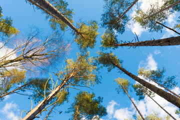 The view of the beautiful pine tree tops viewed from below.