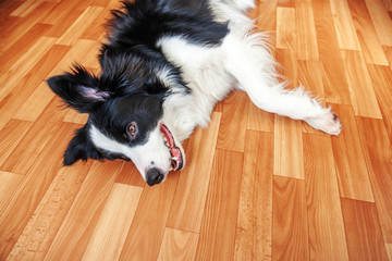 Stay home. Funny portrait of smilling puppy dog border collie lying on floor indoors. New lovely member of family little dog at home gazing and waiting. Pet care and animal life quarantine concept.