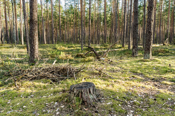 Pine forest in the rays of sunlight. Green moss with stumps and felled trunks. Spring clear evening with blue sky and clouds. Nature background