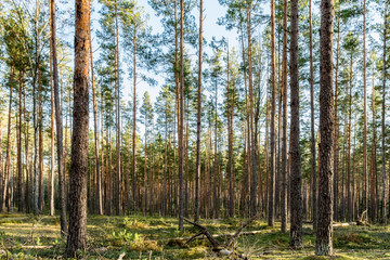Obraz premium Pine forest in the rays of sunlight. Green moss with stumps and felled trunks. Spring clear evening with blue sky and clouds. Nature background