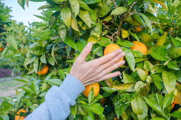 Close up on farmers hand picking an orange on green sunny outdoors background.