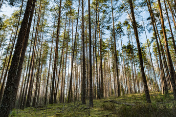 Obraz premium Beautiful clean pine forest with green moss. Spring clear evening with blue sky and clouds. Nature background