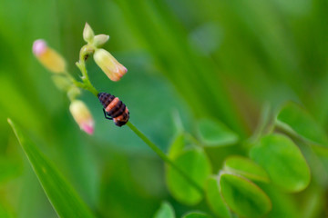 Coccinella is the most familiar genus of ladybird (or, in North America, ladybug). The elytra of most species are of a red or orange colour, punctuated with black spots or bands. The genus occurs thro