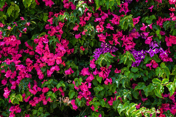 Mediterranean flowers, living wall of flowers