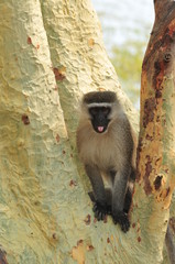 Vervet monkey putting out his tongue