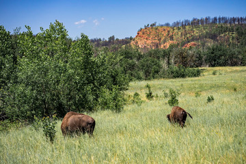 Buffalo in Custer State Park Wildlife Loop Road, South Dakota