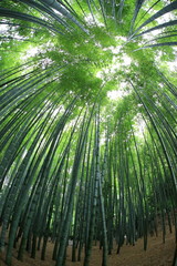 Obraz na płótnie Canvas Bamboo Garden at Kamakura Japan
