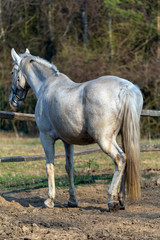 Naklejka na ściany i meble White horse in a horse farm