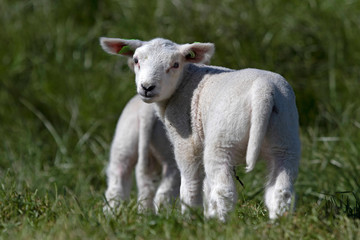 Obraz premium Single white Young lamb looks backwards