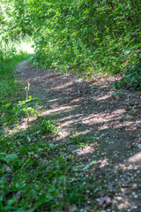 Obraz premium Waldweg 