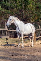 Obraz na płótnie Canvas White horse in a horse farm