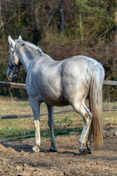 White horse in a horse farm
