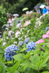 Hydrangea at Hase Temple Kamakura JAPAN