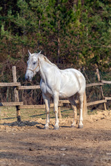 Obraz na płótnie Canvas White horse in a horse farm