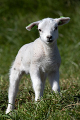 Obraz premium Portret of a single white young lamb