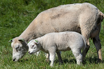 Naklejka na ściany i meble Lambs with their mother in the sunny spring