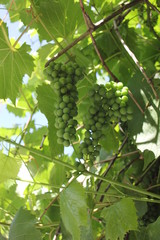 young grapes