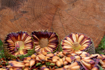 abstract floral background with flowers