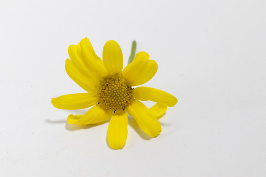 Close-up of Common Groundsel yellow flower, white background