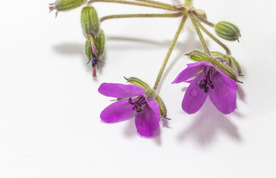 Close-up, purple flowers of Erodium malacoides, white background