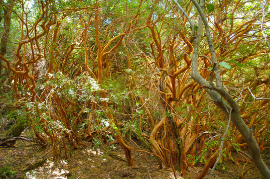 Forest of Luma apiculata, also knowns as Chilean myrtle, temu or aray&aacute;n located in Los Alerces National Park, in Chubut Province,  Argentina. Cinnamon-coloured tree in the valdivian ecosystem.