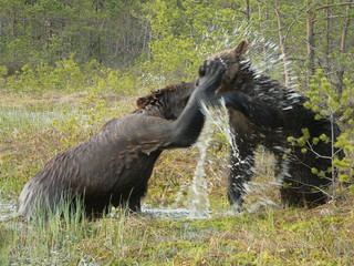 Adult brown bears playing and posing among swamp forest