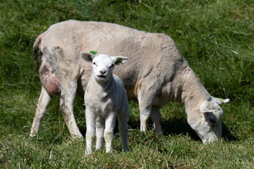 Obraz premium young lamb stands in front of its mother