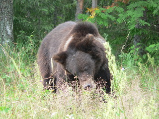 Adult brown bears playing and posing among swamp forest