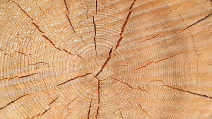 Fototapeta premium Sekcja pnia drzewa